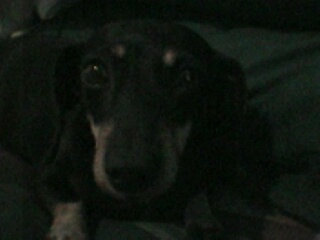 mitzy5.jpg (17786 bytes)